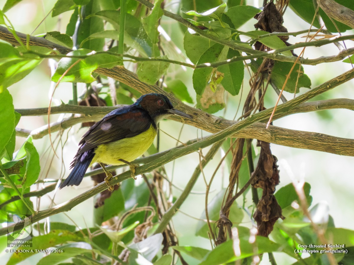 Gray-throated Sunbird - ML238134641