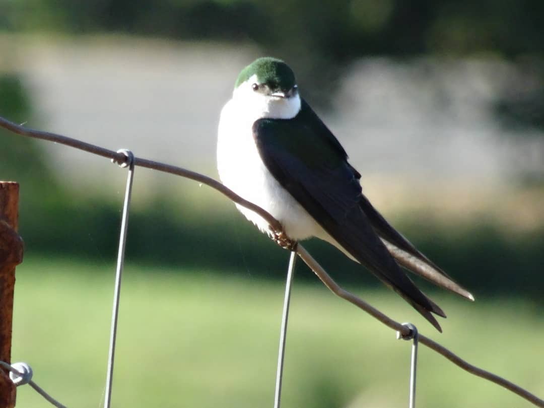 Violet-green Swallow - ML238134981