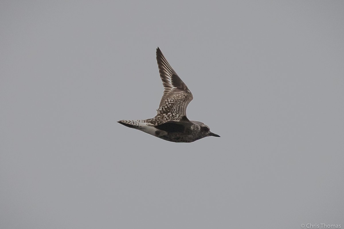 eBird Checklist 24 May 2020 Manahawkin WMA 25 species