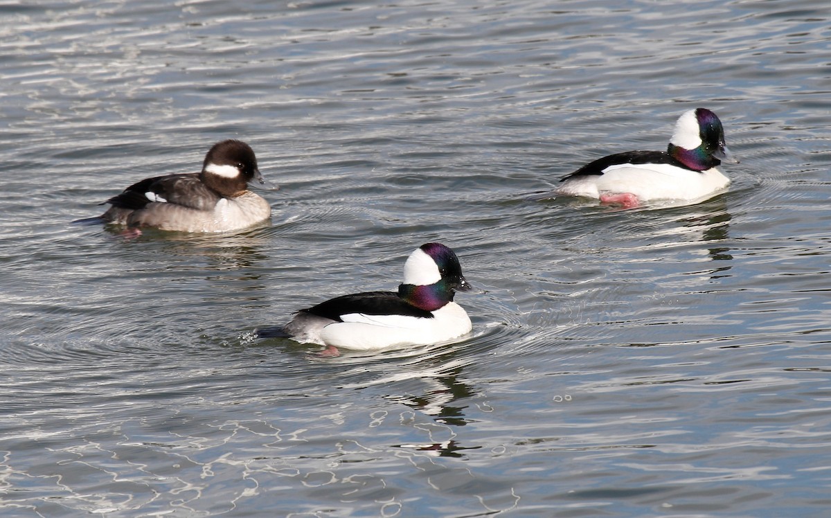 Bufflehead - ML238135771