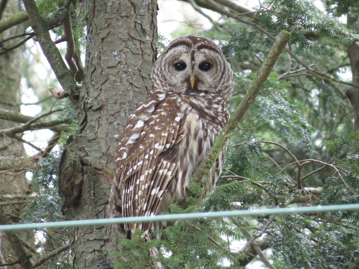 Barred Owl - ML238136841