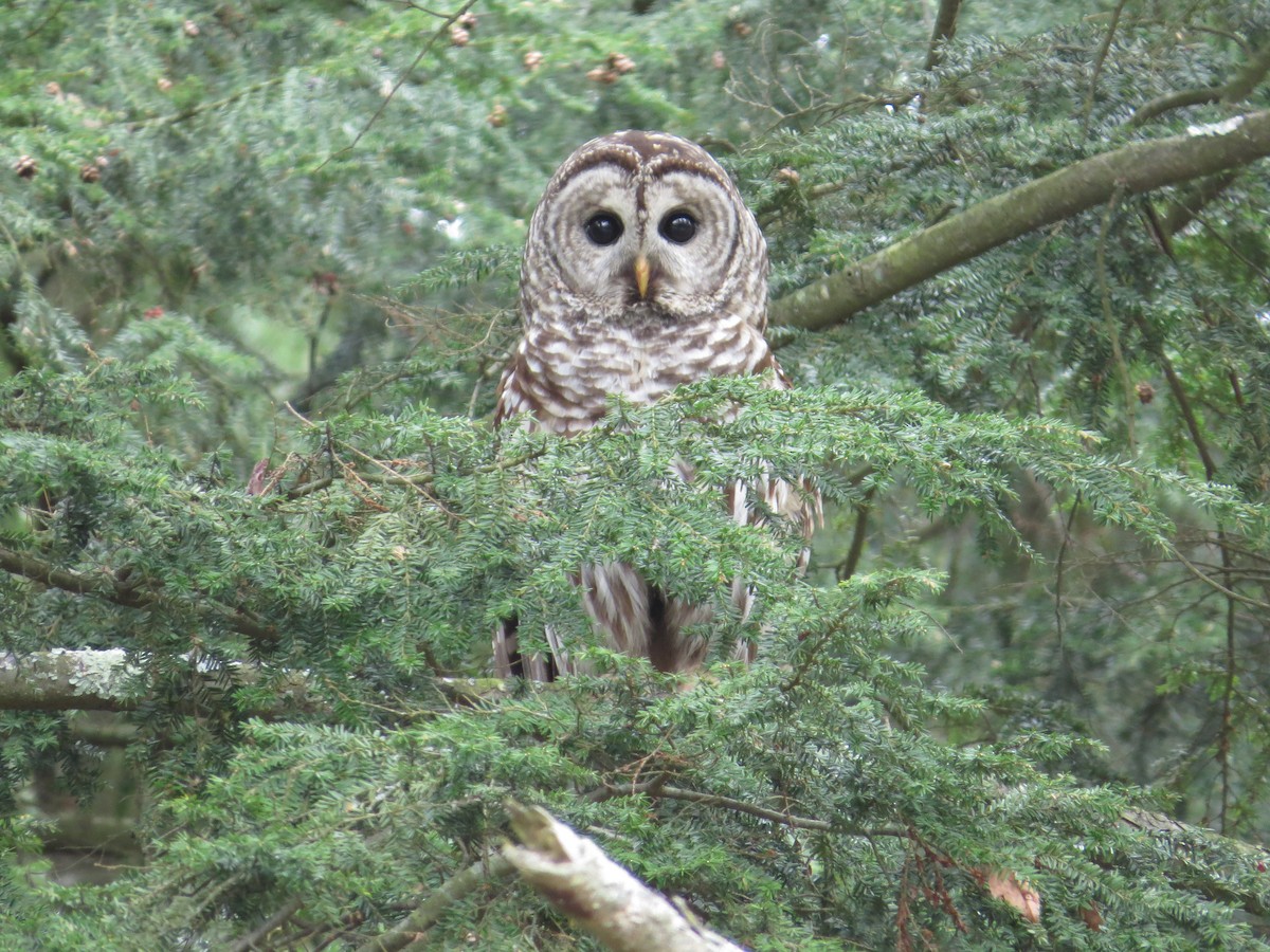 Barred Owl - ML238136861