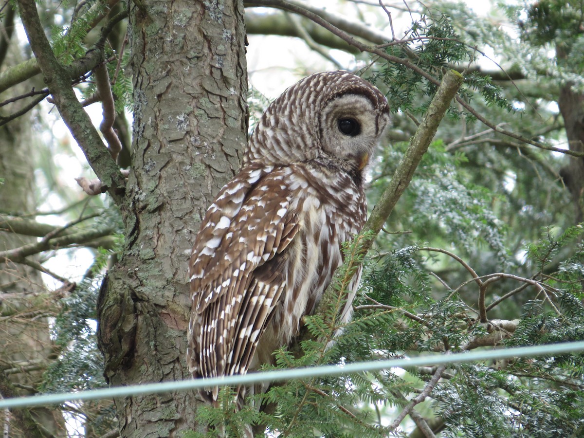 Barred Owl - ML238136881