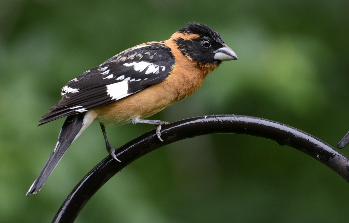 Black-headed Grosbeak - ML238137931