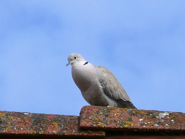 Eurasian Collared-Dove - ML238138101