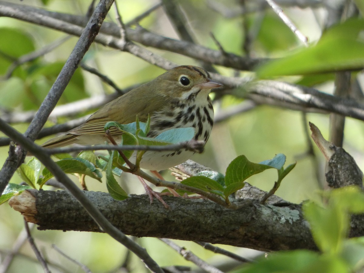 Ovenbird - ML238139291