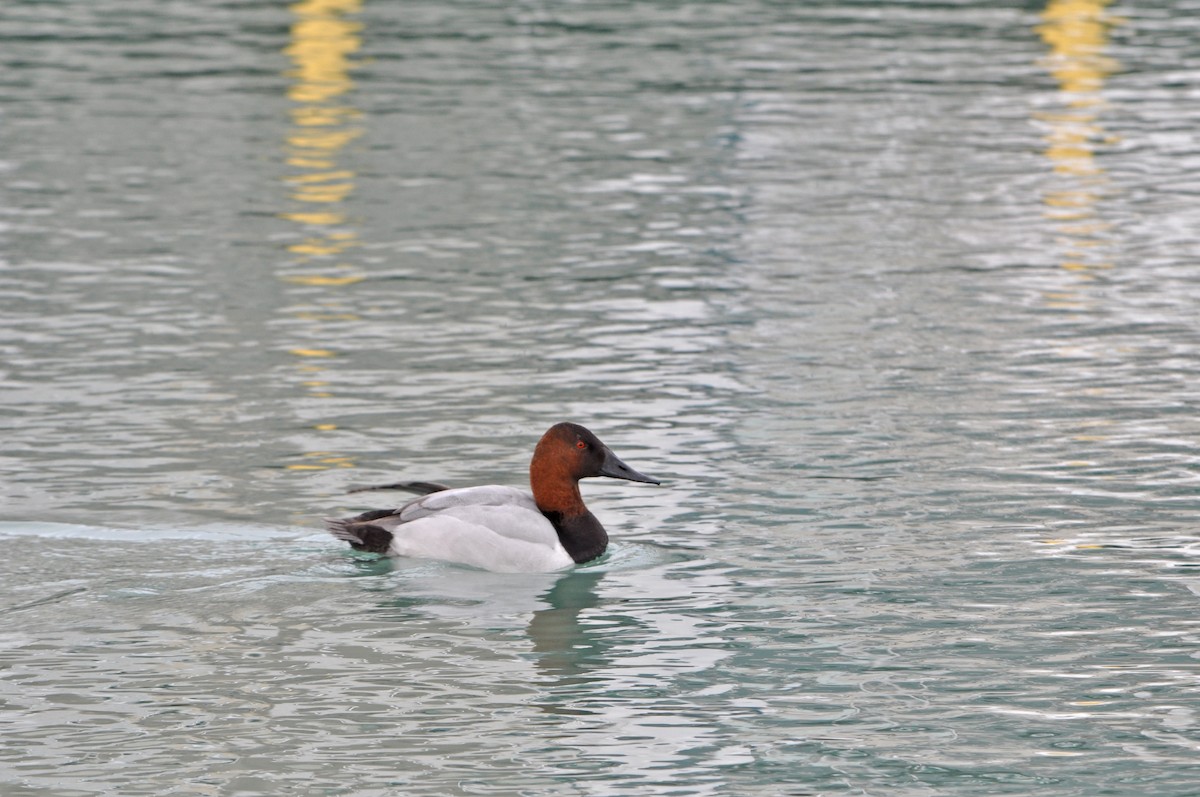 Canvasback - ML23813951