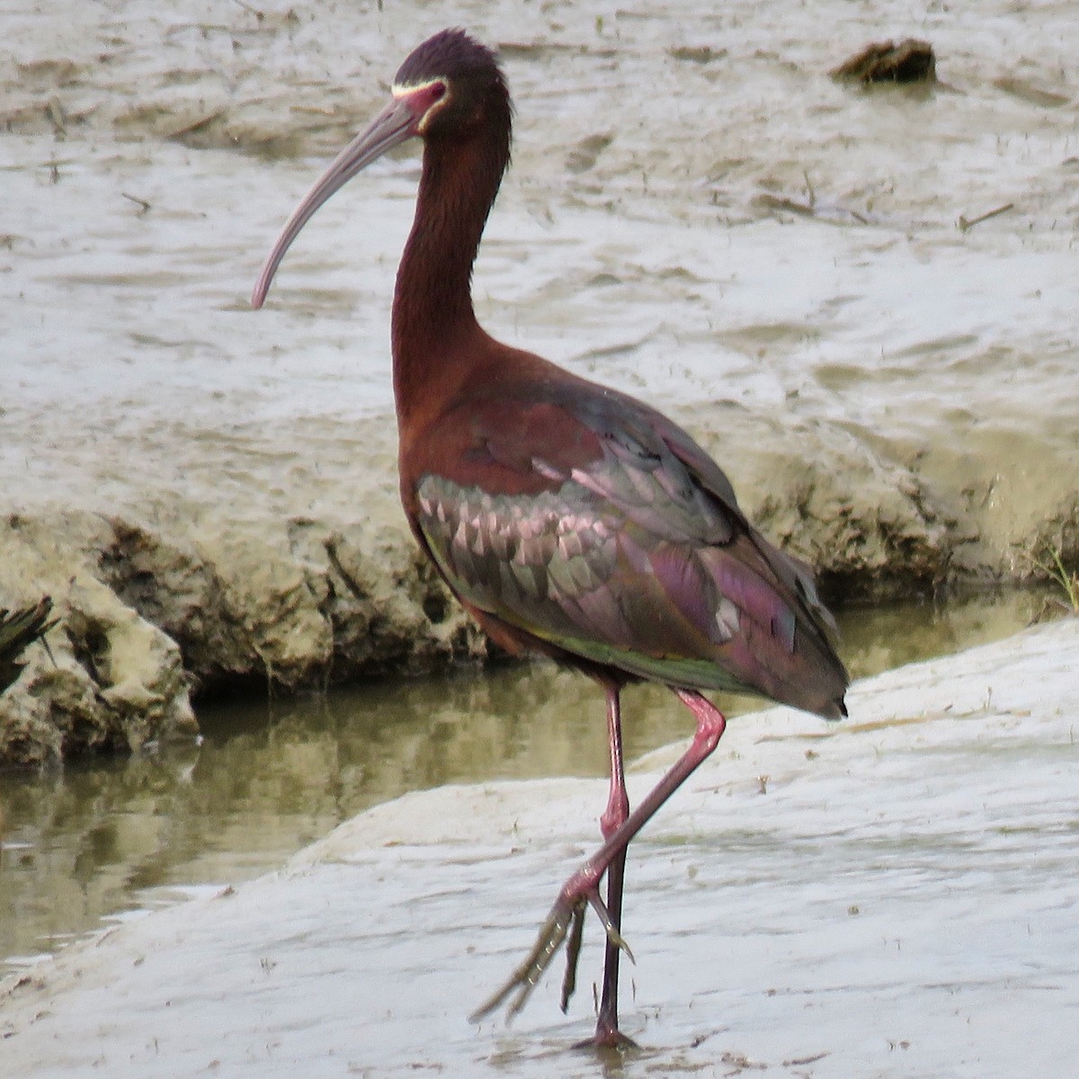 ibis americký - ML238140841