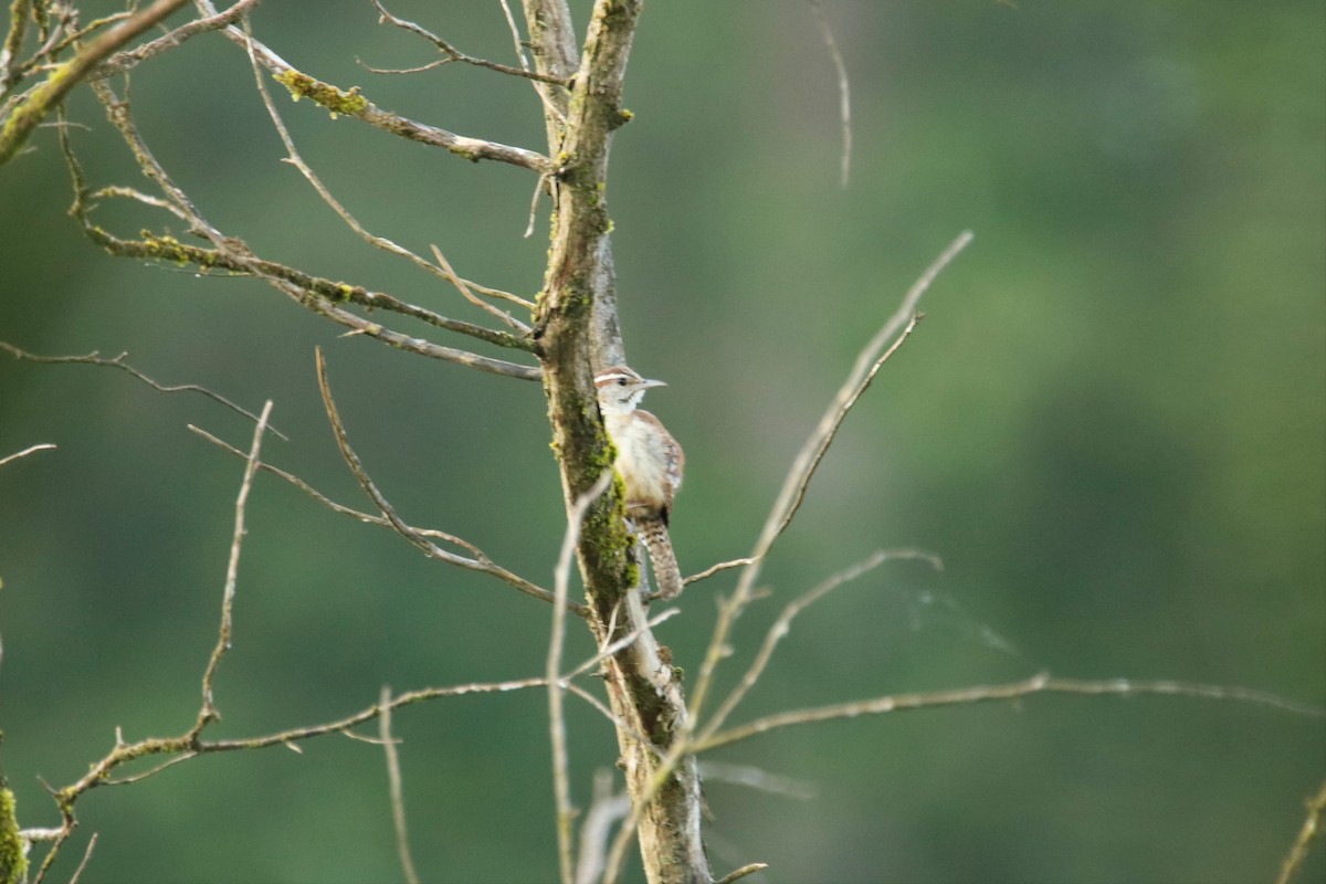 Carolina Wren - ML238141881