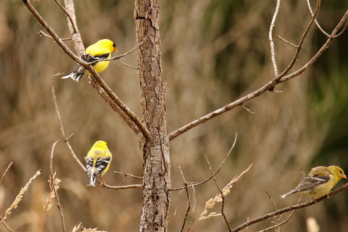 American Goldfinch - ML238142191