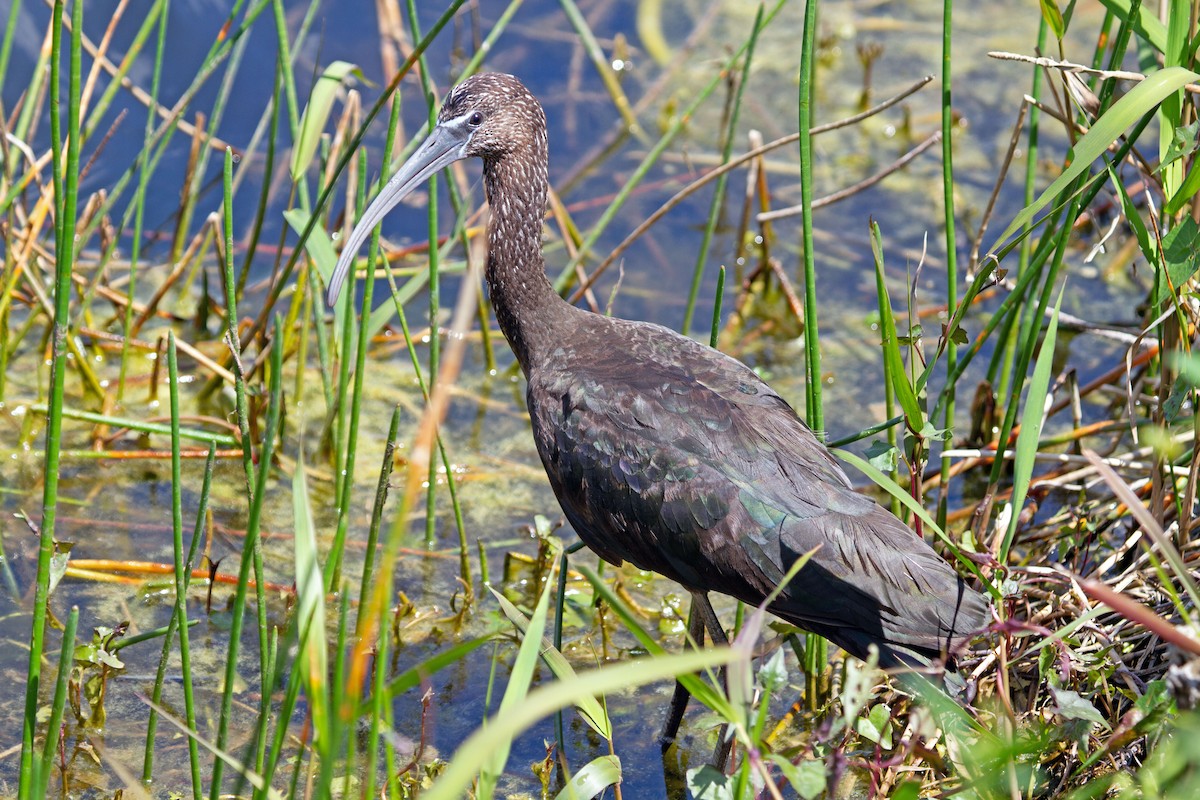 Glossy Ibis - ML238142751