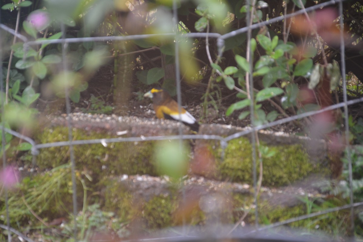 Evening Grosbeak - ML238142941