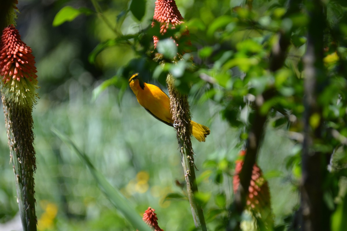 Bullock's Oriole - ML238143221