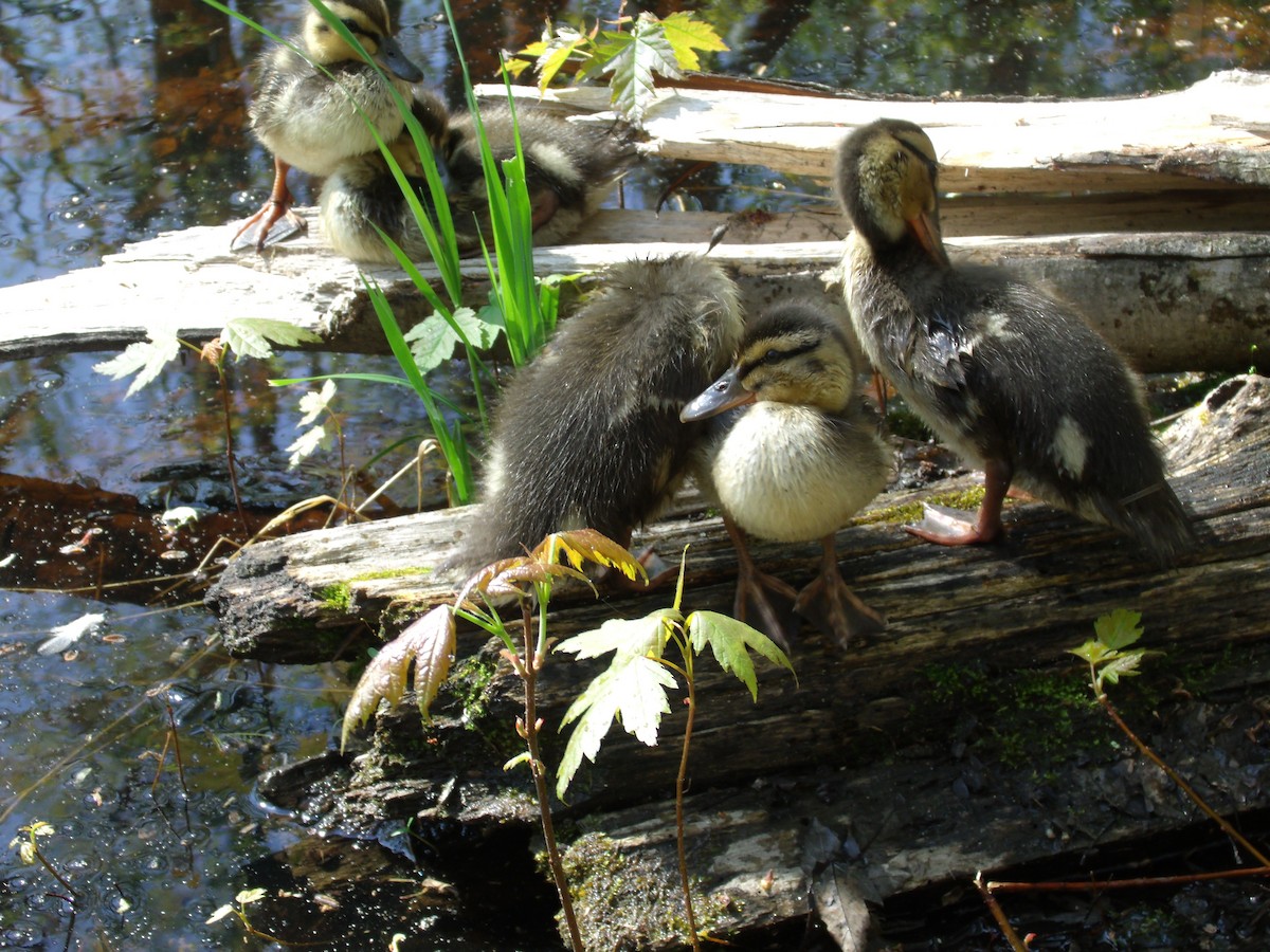 Canard colvert - ML238143501