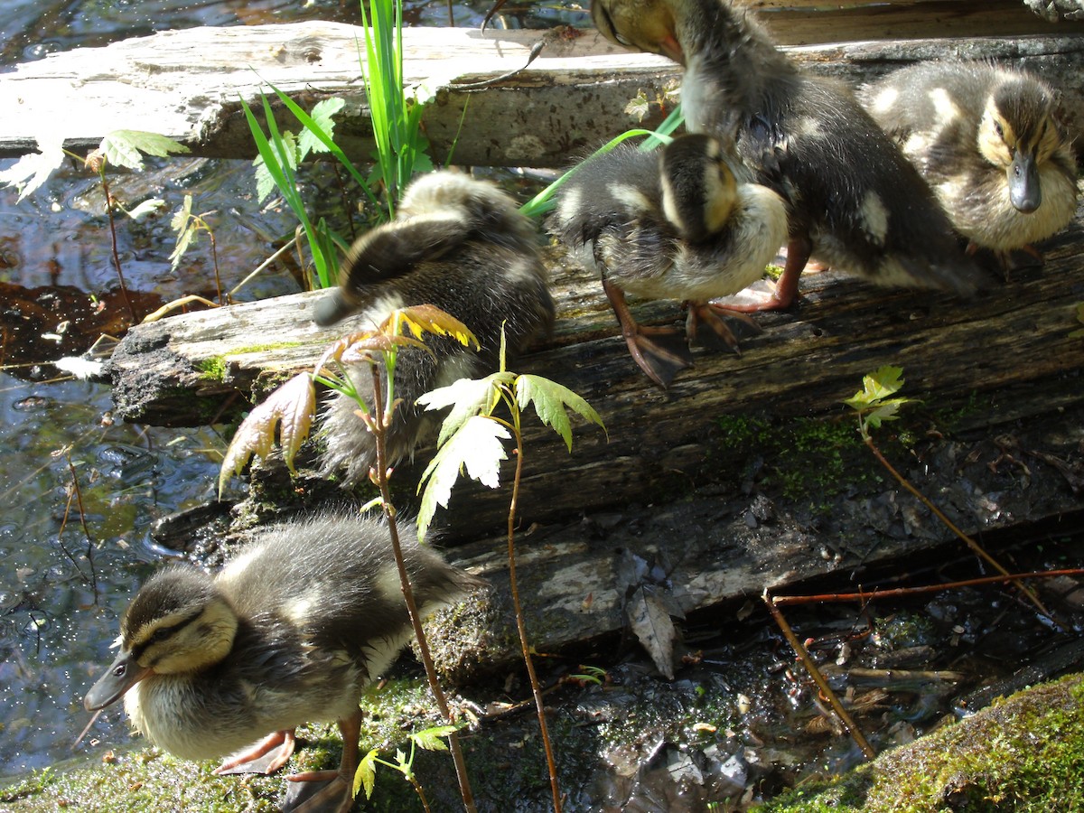 Canard colvert - ML238143551