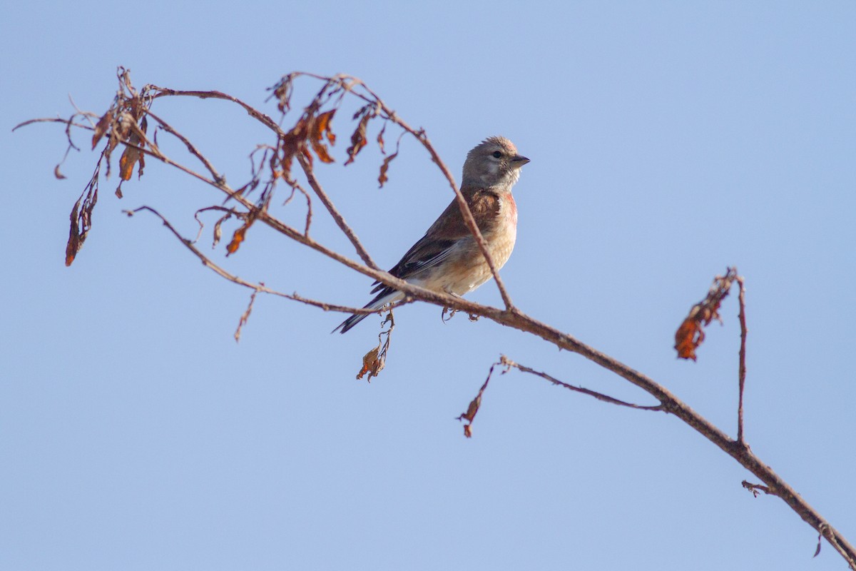 Eurasian Linnet - ML238145911