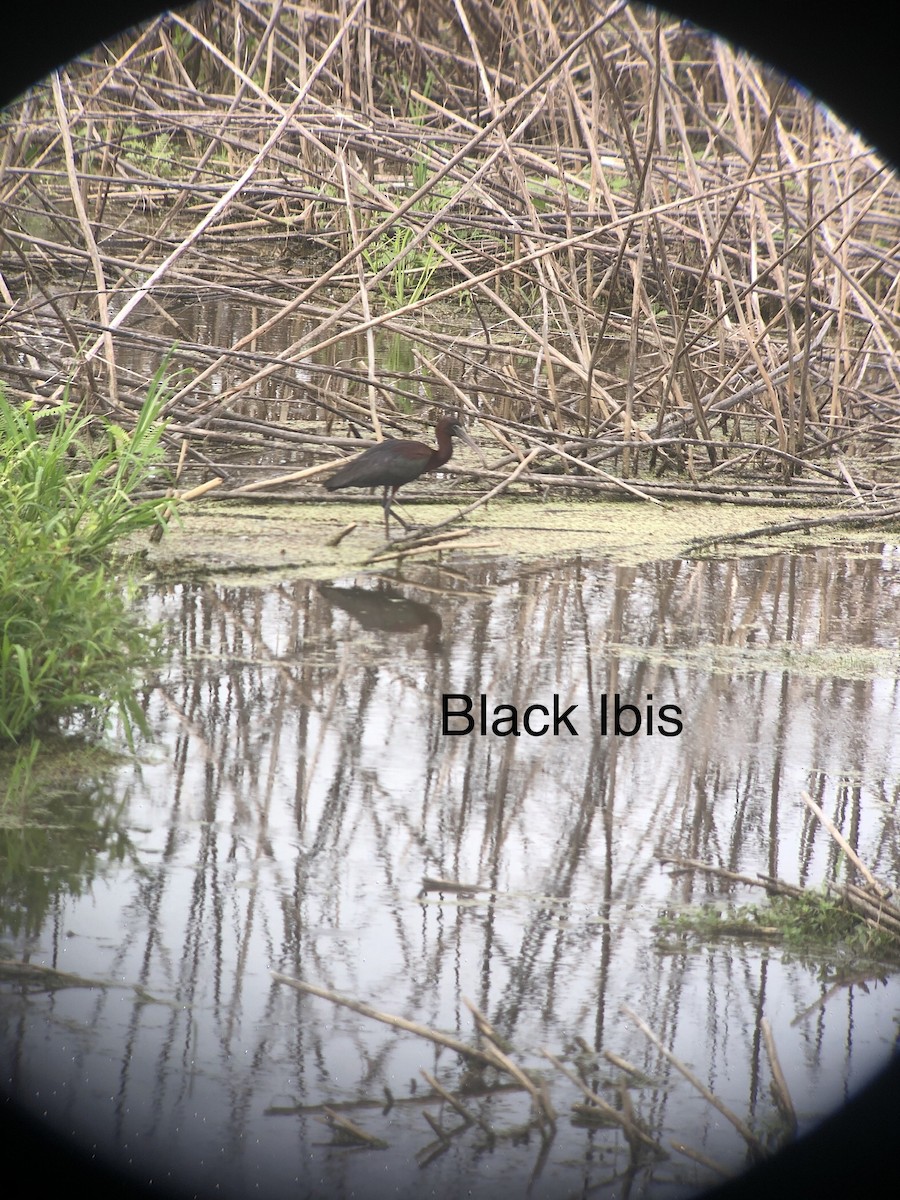 Glossy Ibis - Jonathan Edwards