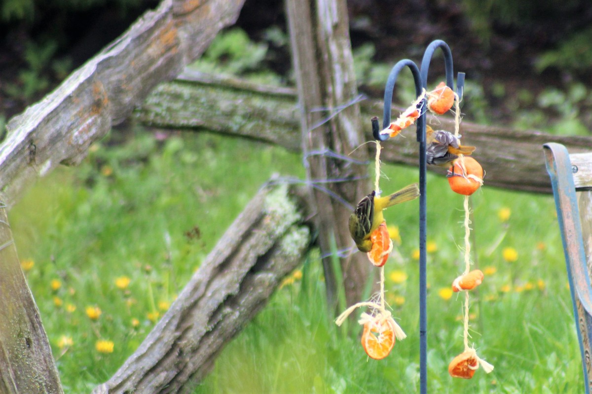 Orchard Oriole - Deryck Robertson