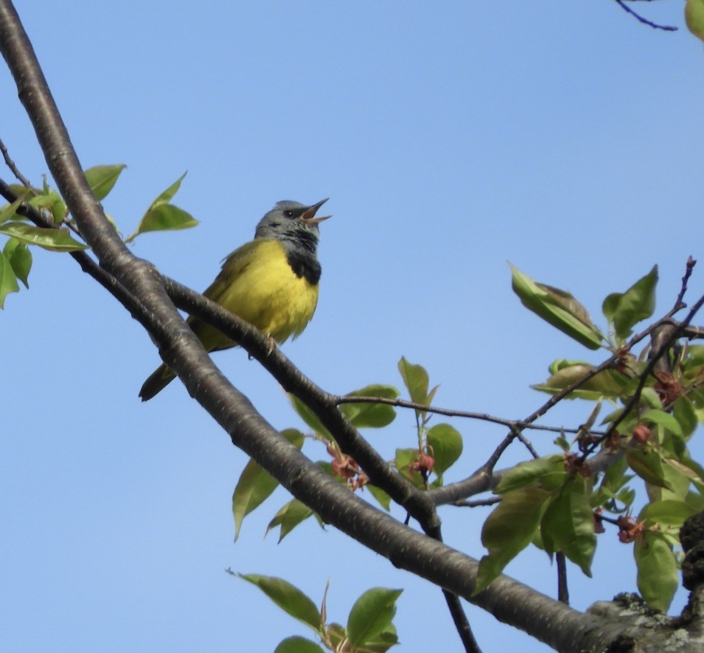 Mourning Warbler - ML238149431