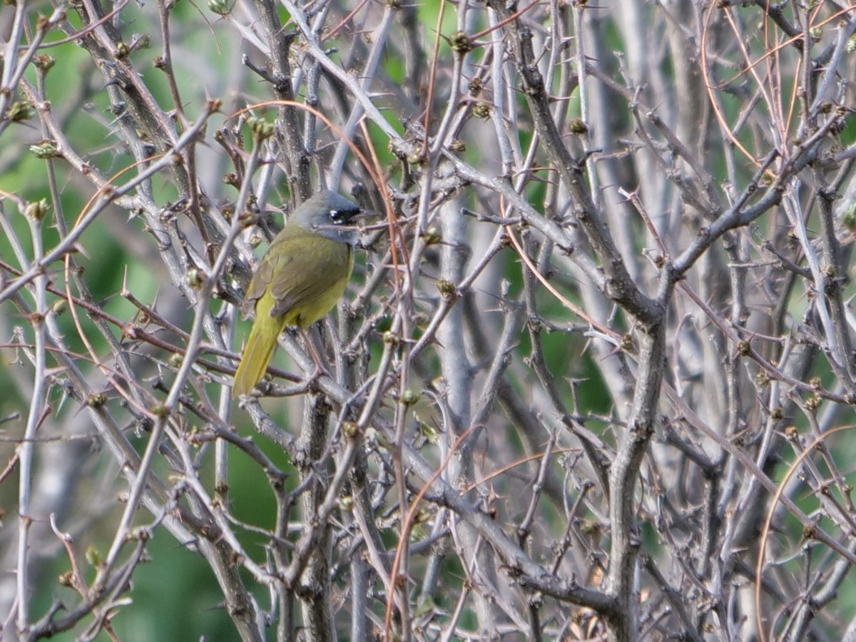 MacGillivray's Warbler - ML238151111