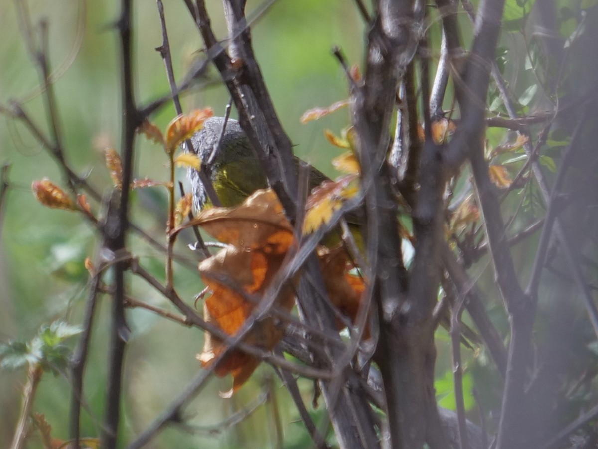 MacGillivray's Warbler - Chris Gilbert