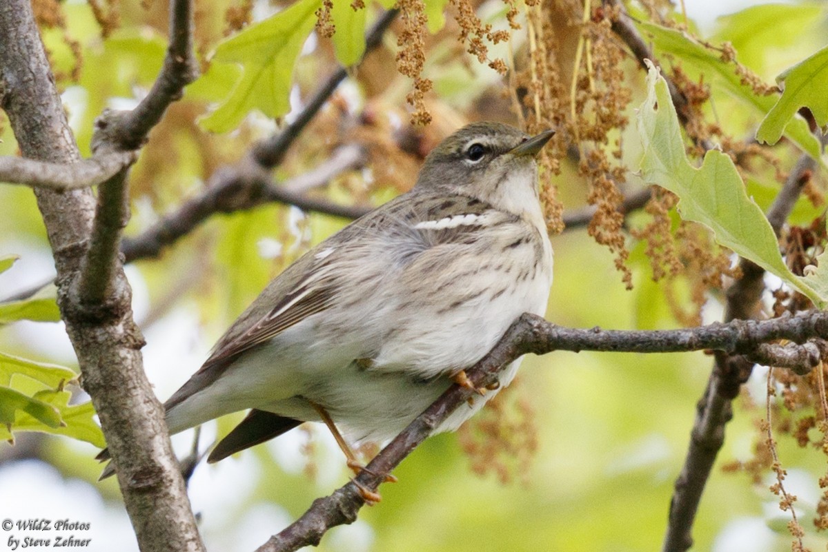 Blackpoll Warbler - ML238151891