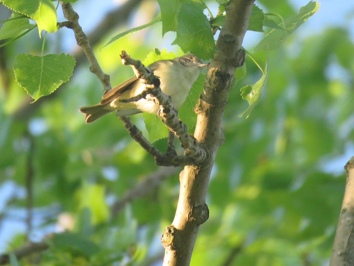 Warbling Vireo - ML238152021