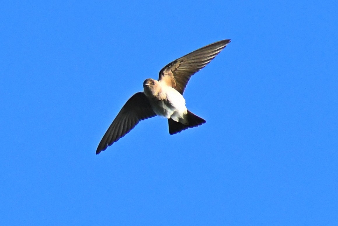 Northern Rough-winged Swallow - ML238152691