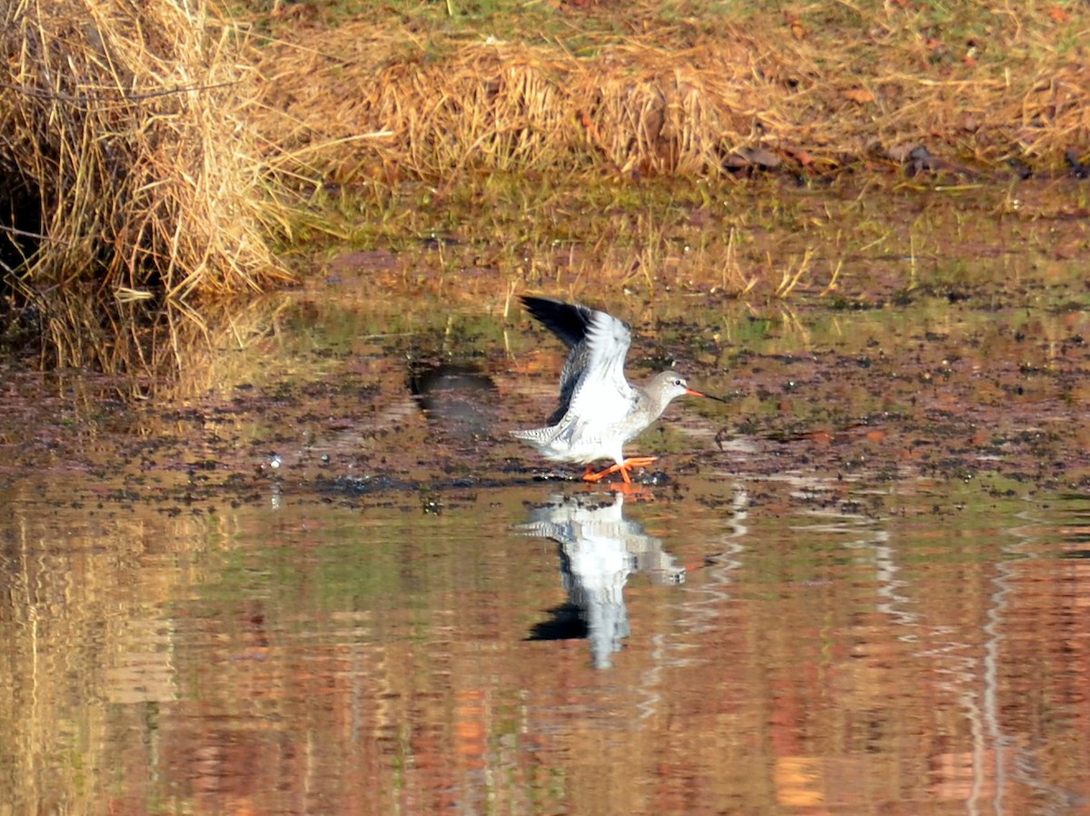 Spotted Redshank - ML238153601