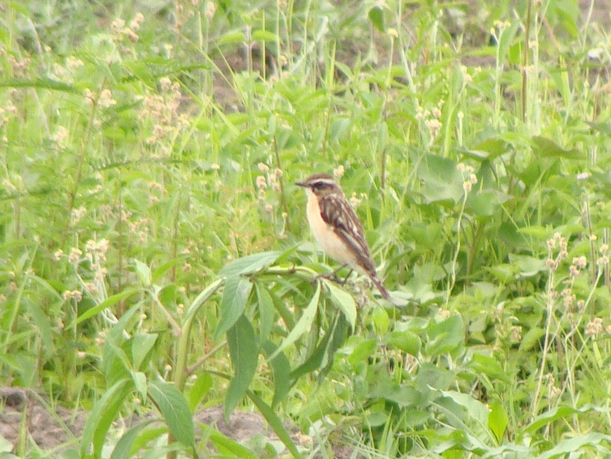 Tarier des prés - ML238153701