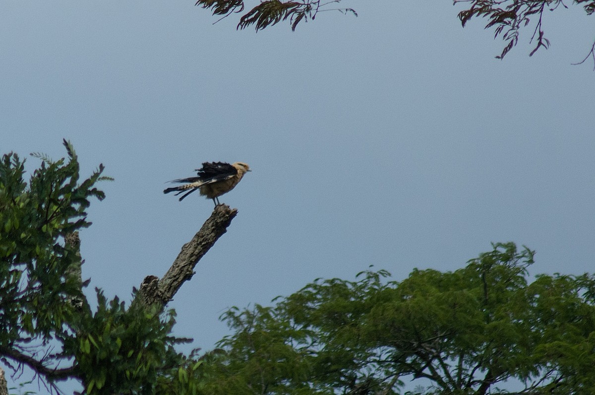 Yellow-headed Caracara - ML238154461