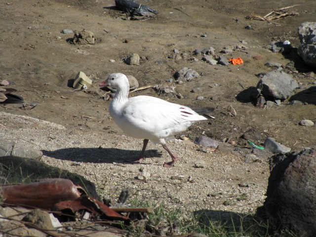 Ross's Goose - Enrique Zamora