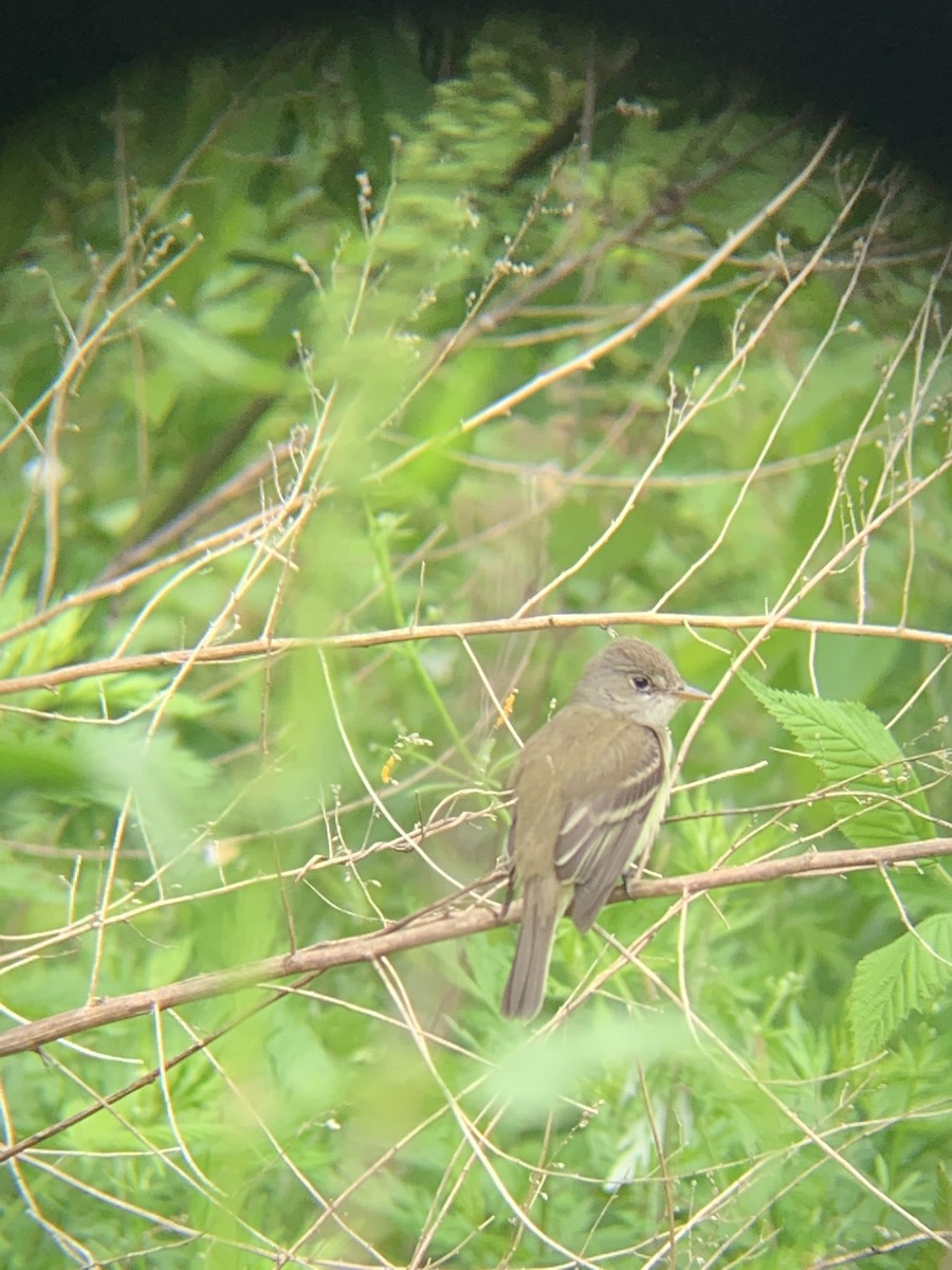 Willow Flycatcher - ML238155241