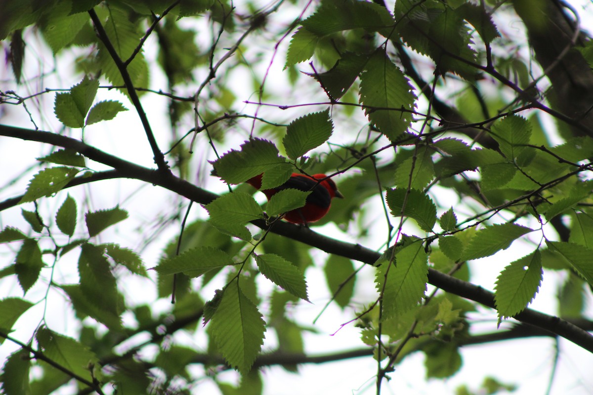 Scarlet Tanager - ML238155311