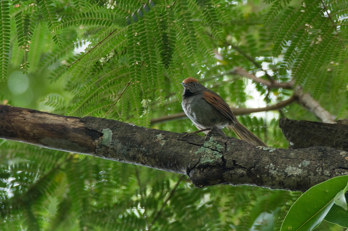 Spix's Spinetail - ML238156161