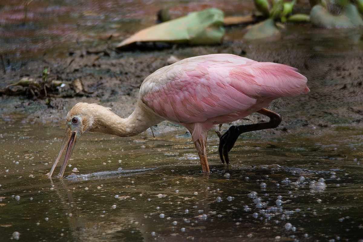 Roseate Spoonbill - ML238156291