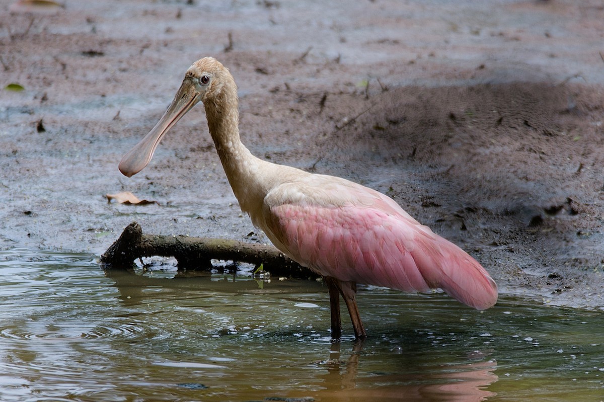 Roseate Spoonbill - LUCIANO BERNARDES