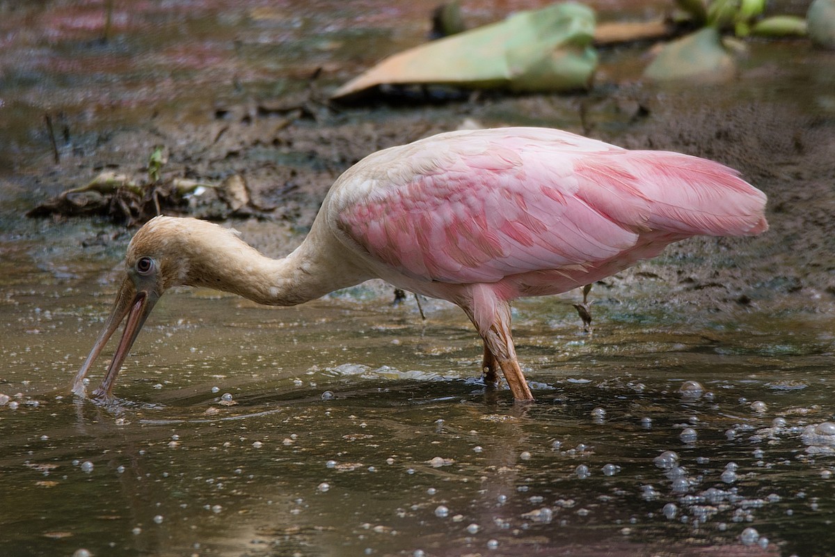 Roseate Spoonbill - ML238156321