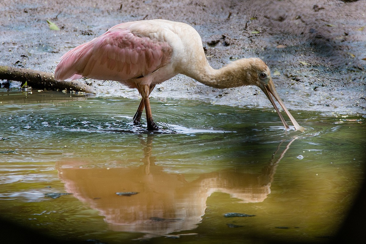 Roseate Spoonbill - ML238156331