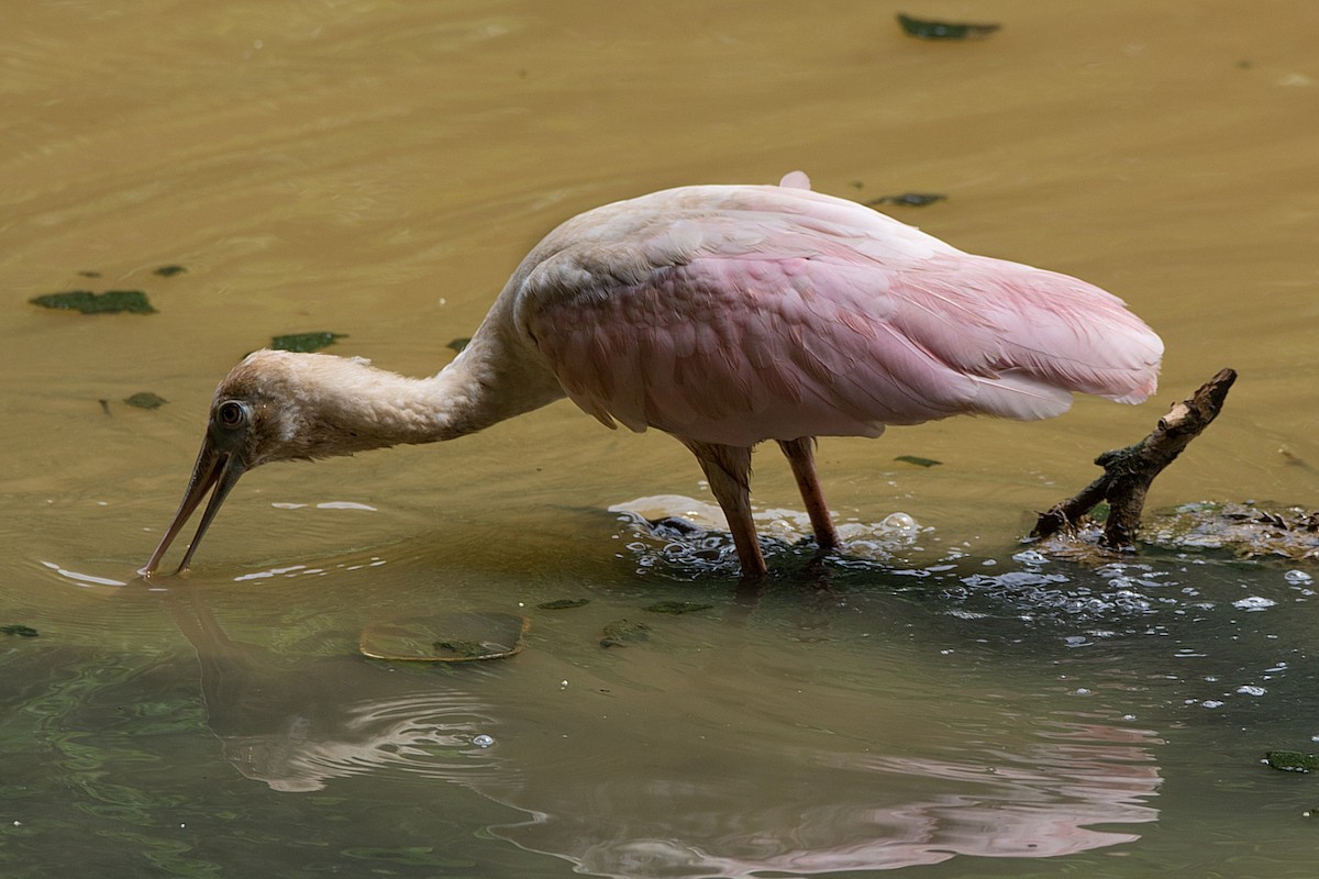 Roseate Spoonbill - ML238156401