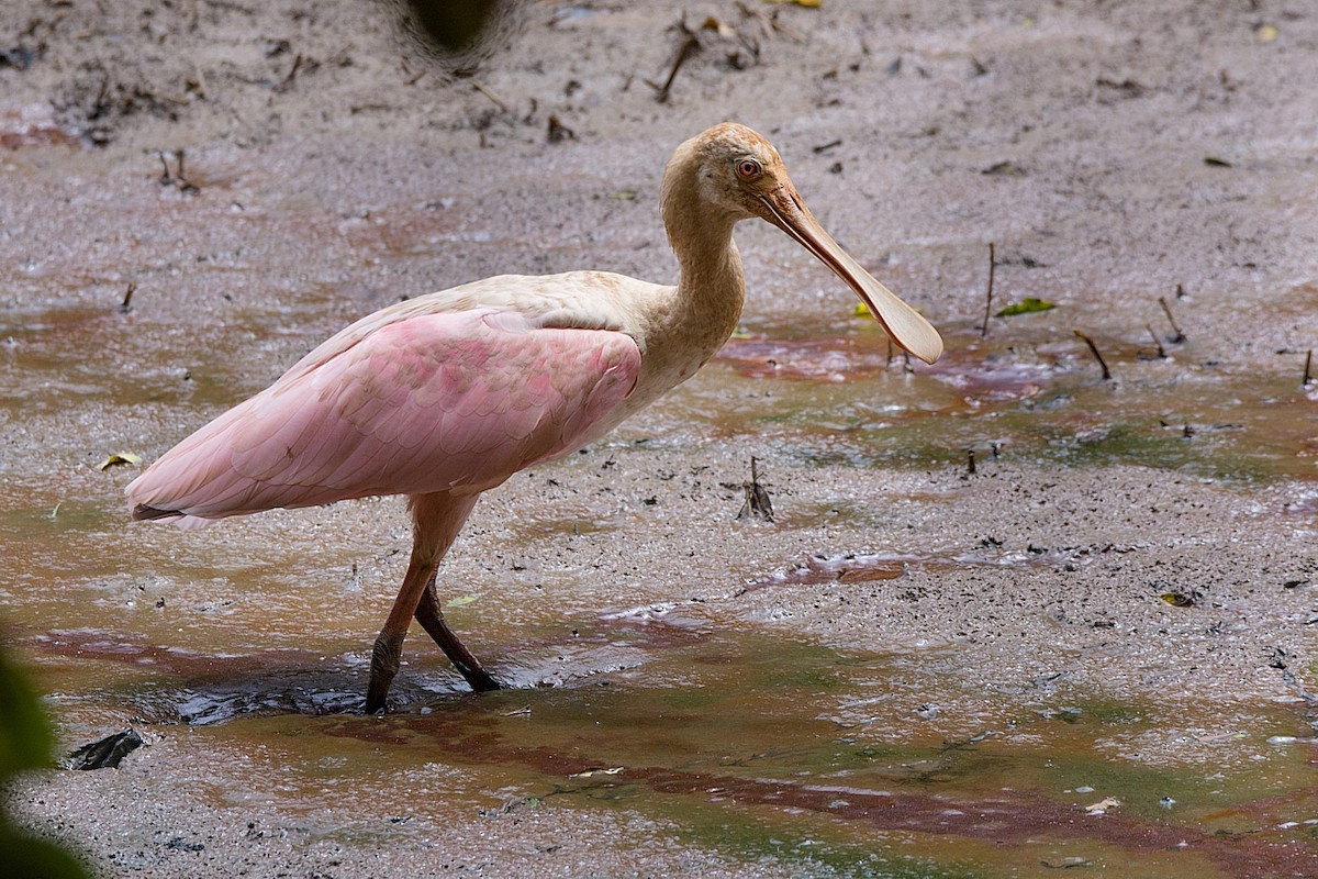 Roseate Spoonbill - LUCIANO BERNARDES