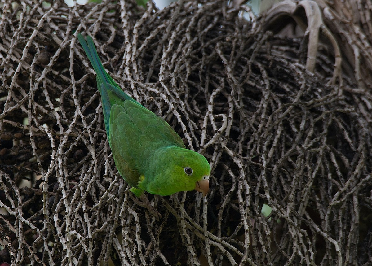 Plain Parakeet - ML238157181