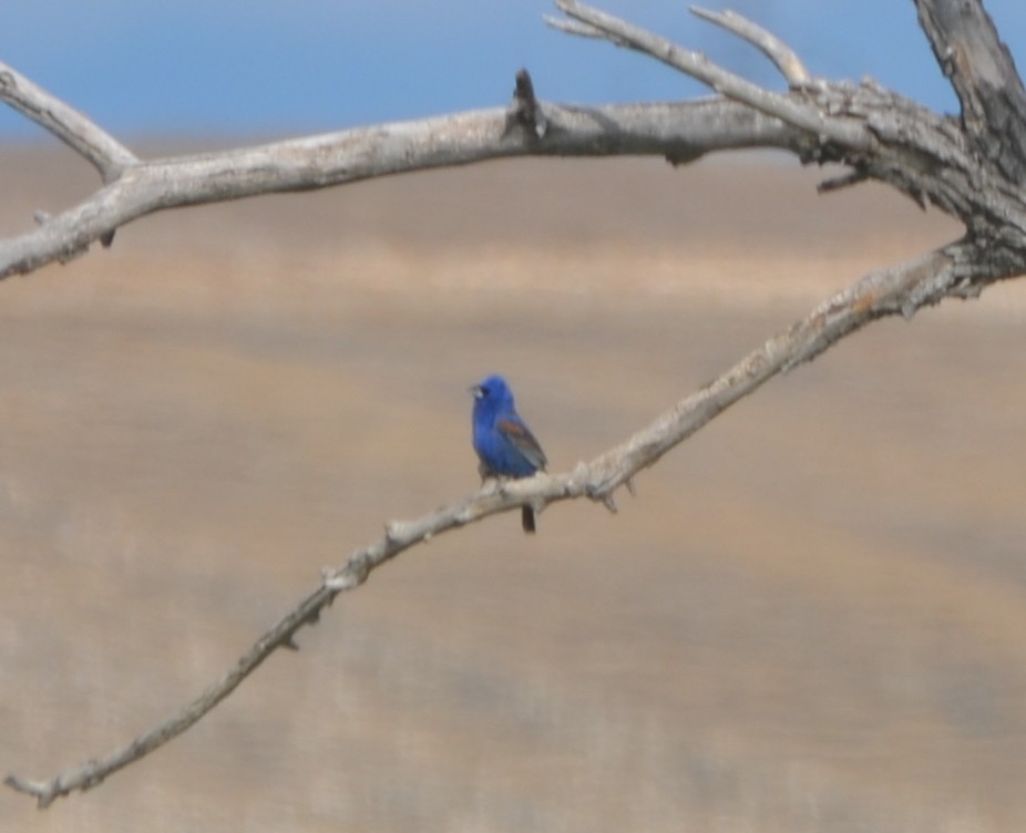 Blue Grosbeak - Jake Shorty