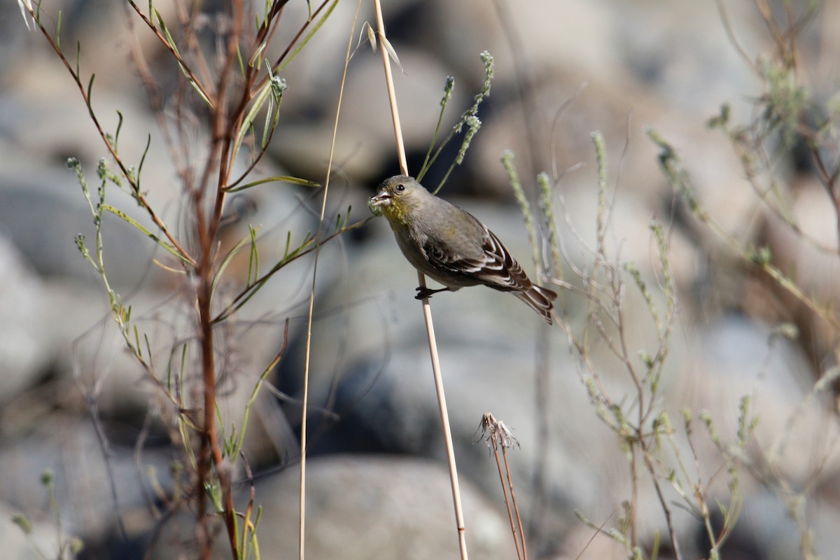 Lesser Goldfinch - Tim Ludwick