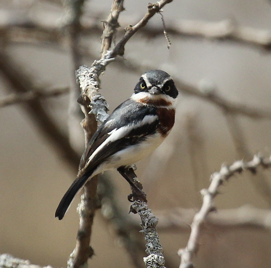 Chinspot Batis - ML238158051