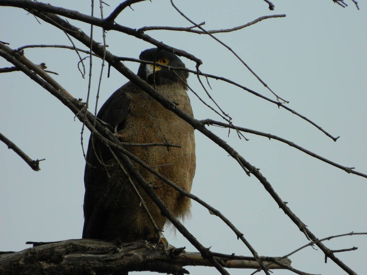 Crested Serpent-Eagle - ML238159751