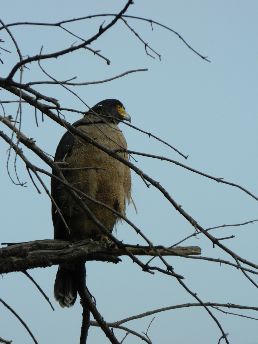 Crested Serpent-Eagle - ML238159851