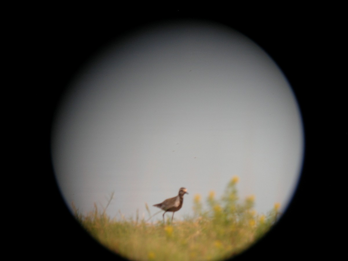 Pacific Golden-Plover - Janine McCabe