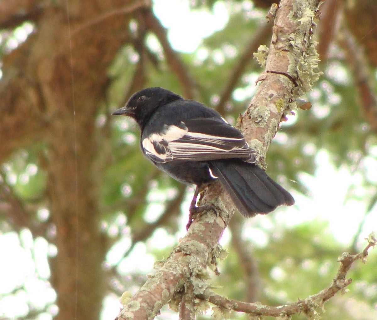 White-winged Black-Tit - Jason Anderson