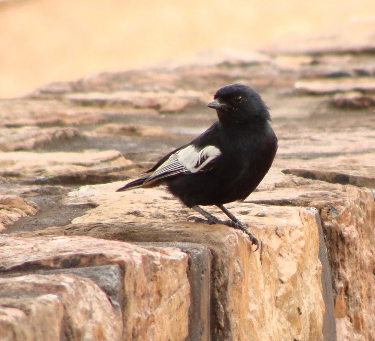 White-winged Black-Tit - ML238161221